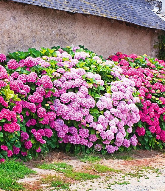 Freiland-Hortensien-Hecke Pink-rosé - Bild 1