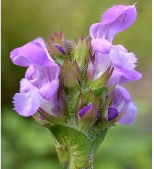 Großblütige Braunelle Loveliness Pink Prunella grandiflora als pfarrbare Bodendecker-Staude für Steingärten und Naturgärten - Bild 1