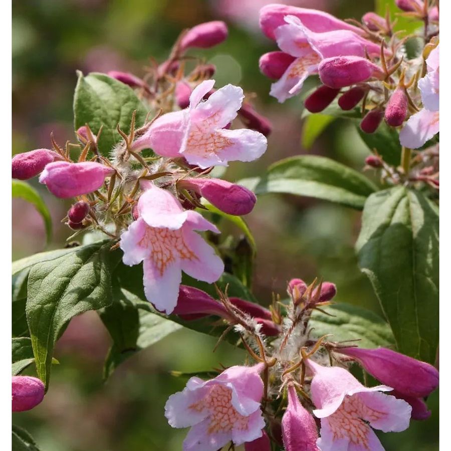 Perlmuttstrauch Kolkwitzie Kolkwitzia amabilis in Weiß, Rosa und Pink, Höhe: 100-125 cm - Bild 1