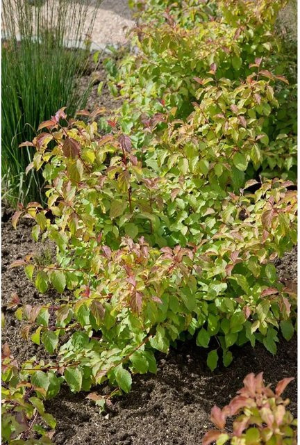 Cornus Sanguinea Midwinter Fire Hartriegel in leuchtendem Orange, Höhe: 100–125 cm - Bild 1