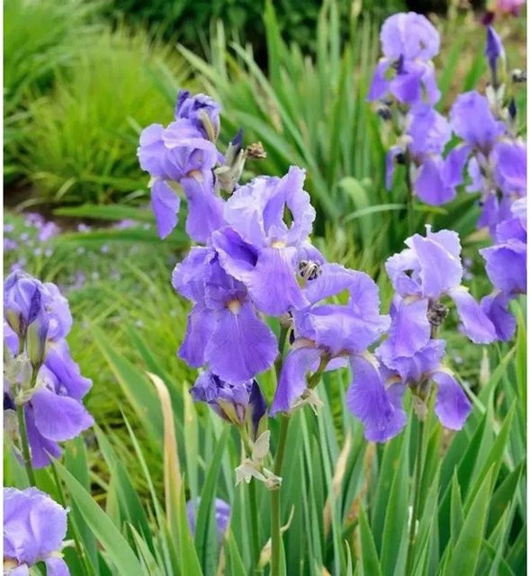 Schwertlilie Empress of India Iris barbata lila Gartenstaude - Bild 1