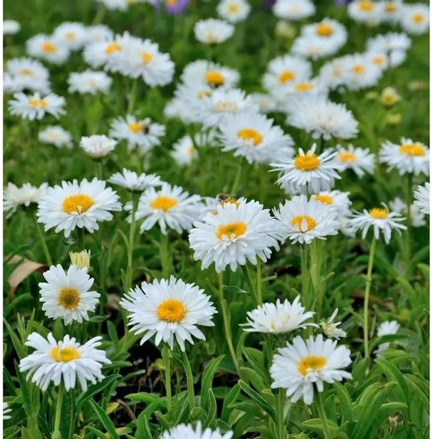 Weiße Alpenaster Aster alpinus als winterharte Staude für den Steingarten von Nr-01.de - Bild 1