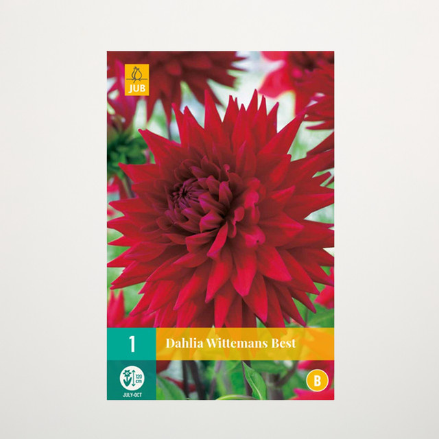 Kaktus-Dahlie Wittemans Best Knolle von BLUME2000 - Bild 1