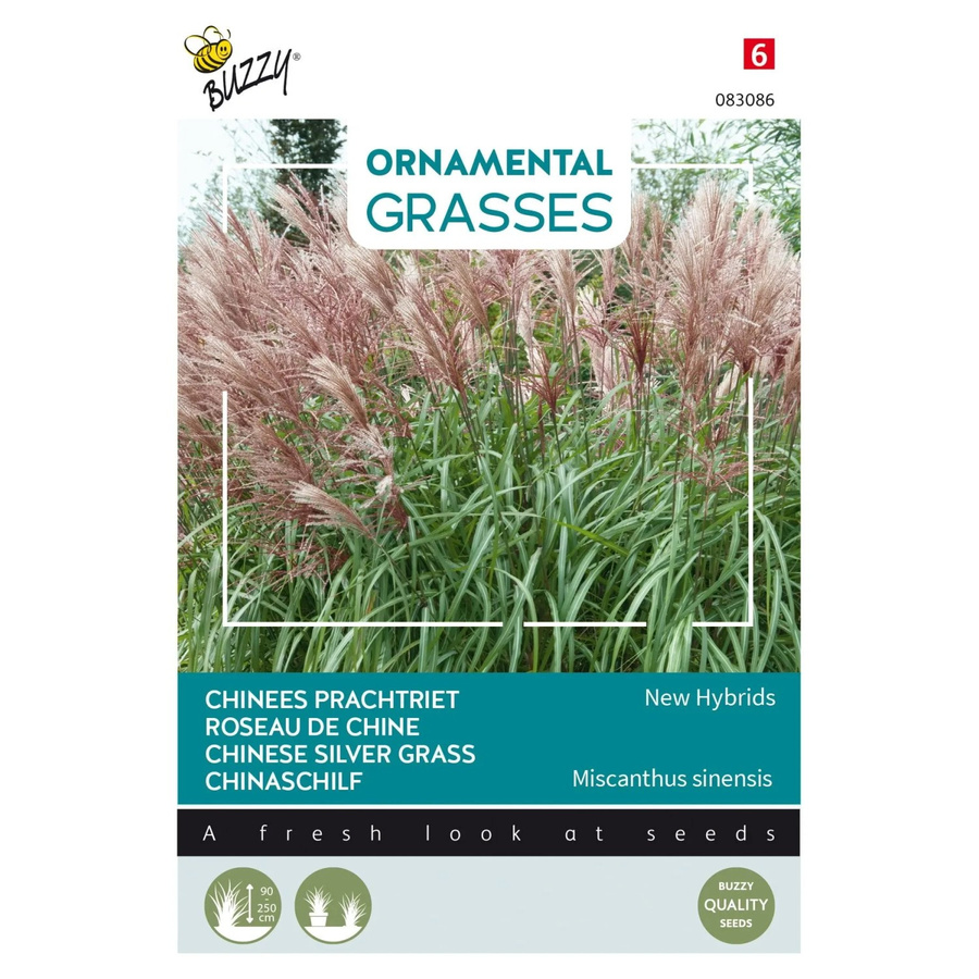 Chinaschilf New Hybrids Buzzy Ornamental Grasses Samen mit feinen Halmen, 0,05 g - Bild 2