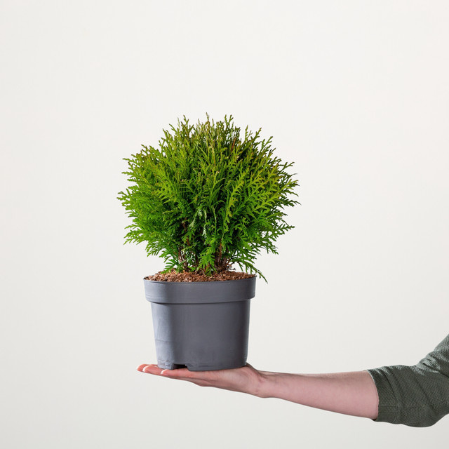 Kugel-Lebensbaum Danica Thuja occidentalis von BLUME2000 - Bild 1