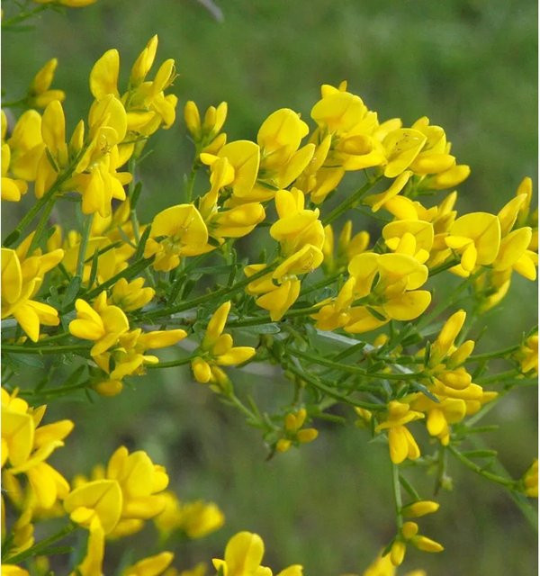 Genista Lydia Stein Ginster gelber Strauch für den Garten Höhe: 40 cm - Bild 1