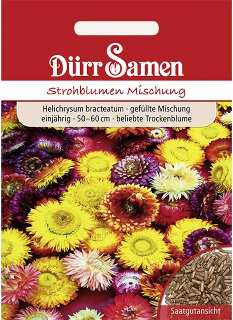 Dürr Strohblume Samen Gefüllte Mischung Einjährig 250 g - Bild 1