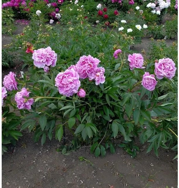 Edelpfingstrose Amabilis Paeonia actiflora in Pink als mehrjährige Gartenpflanze von Nr-01.de - Bild 1