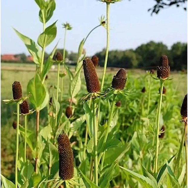 Rudbeckia occidentalis Westlicher Sonnenhut Green Wizard als mehrjährige Staude für Staudenbeete, Freiflächen und als Schnittblume - Bild 1
