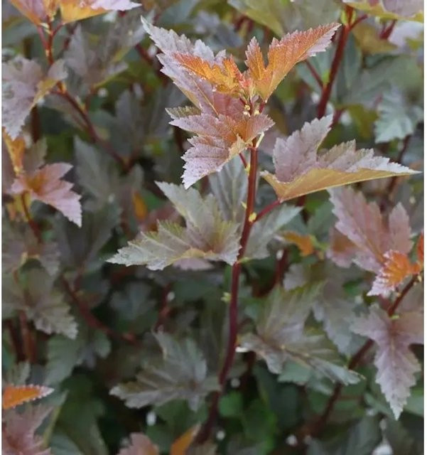 Fasanenspiere Little Joker Physocarpus opulifolius Midnight Zierstrauch in Lila und Weiß, Höhe: 60-80 cm - Bild 1