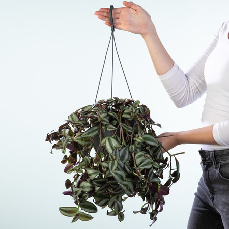 Tradescantia Purpusii Zimmerpflanze von BLUME2000
