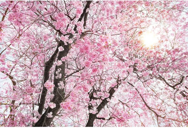 Komar Fototapete Vlies Bloom B: 400 cm, H: 260 cm - Bild 1