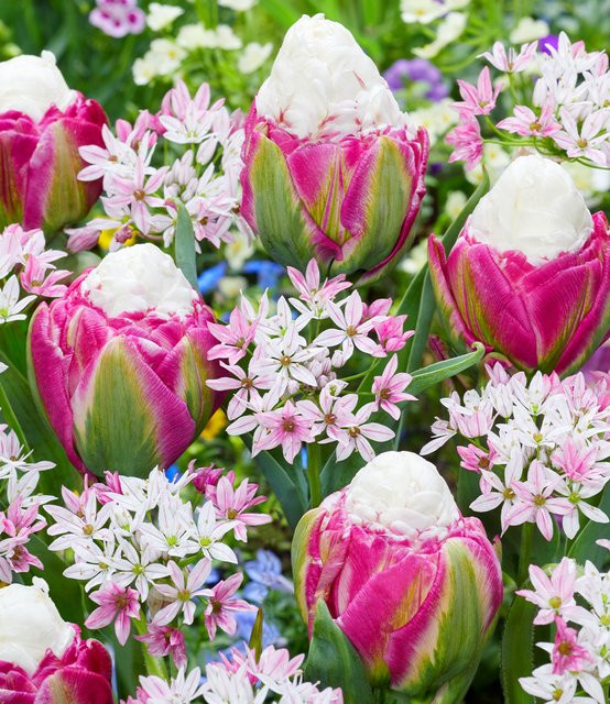 Blumenzwiebel-Mix Raspberry Sundae - Bild 1