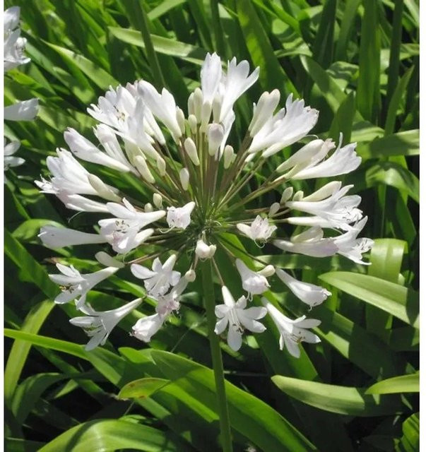 Weiße Agapanthus Schmucklilie Agapanthus africanus als mehrjährige Zierpflanze im Topf - Bild 1