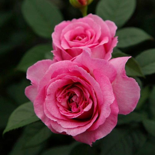 KORDES ROSEN Beetrose Fräulein Maria in Rosa/Pink, gut gefüllte Blüten - Bild 1