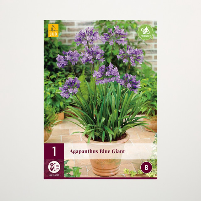 Agapanthus Blue Giant Zwiebel für Balkon, Terrasse und Kübel - Bild 1