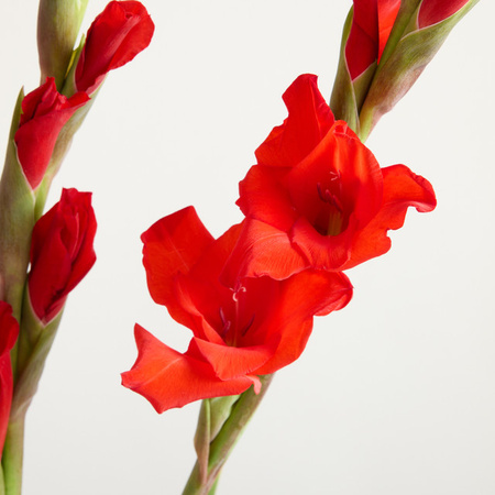Blume2000 Gladiolen Rot