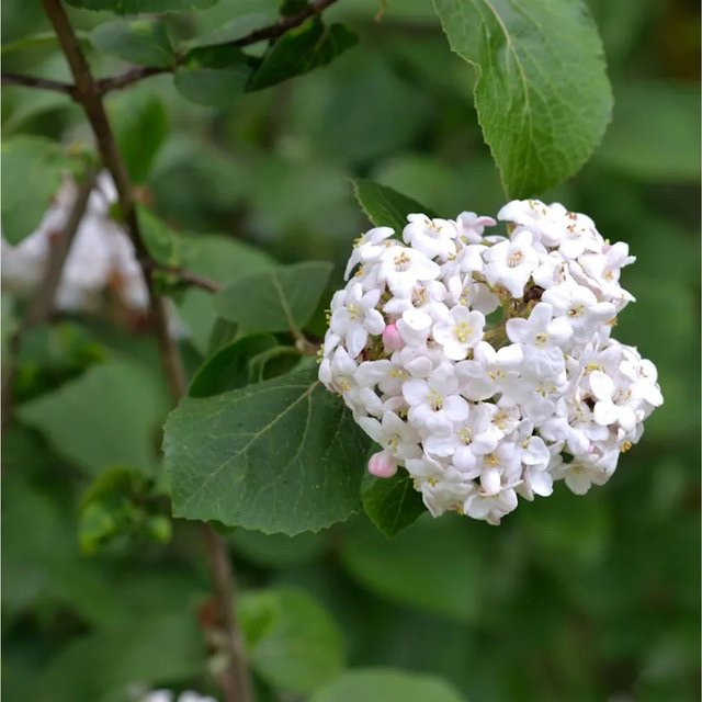 Nr-01.de Koreanischer Duftschneeball Viburnum carlesii weiß, Höhe: 60-80 cm - Bild 1