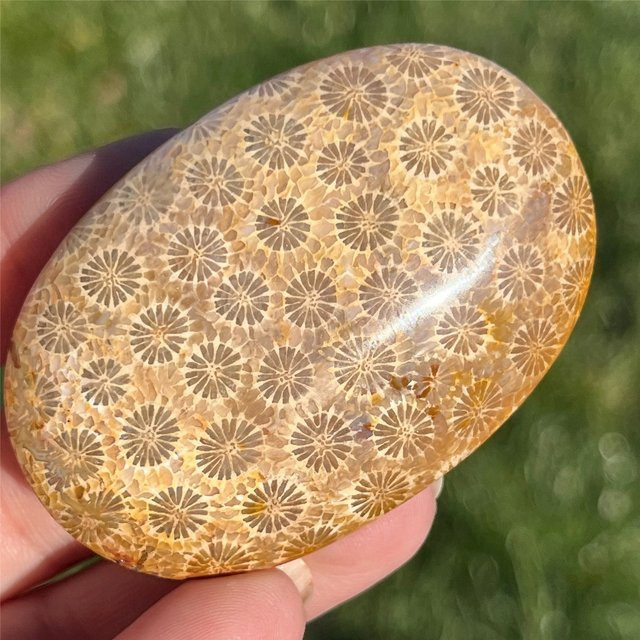 Korallen-Jaspis-Palmenstein von CrystalHola in Mehrfarbig im Bohemian-Stil als Deko-Stein - Bild 1