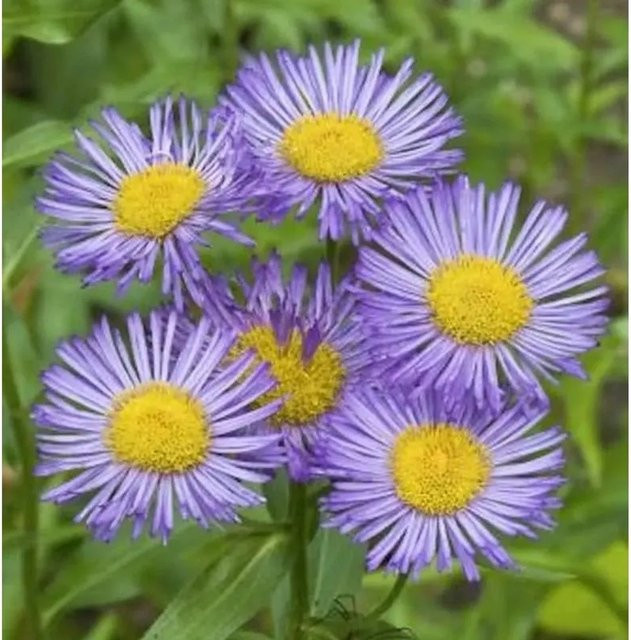 Alpenaster Goliath Aster alpinus lila Staude für den Steingarten - Bild 1
