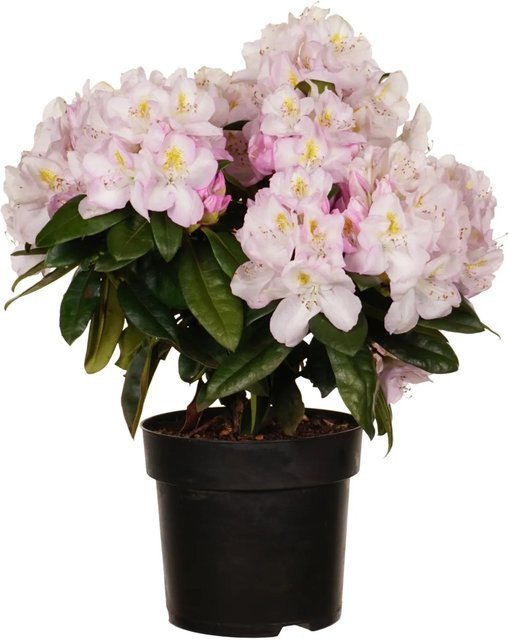 GROW by OBI Rhododendron Alpenrose im 6l Topf - Bild 1