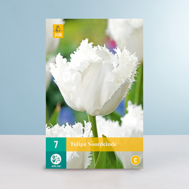 Gefranste Tulpe Noordeinde von BLUME2000 mit 7 Zwiebeln für Gartenbeete, Blumenkübel und Balkonkästen - Bild 1
