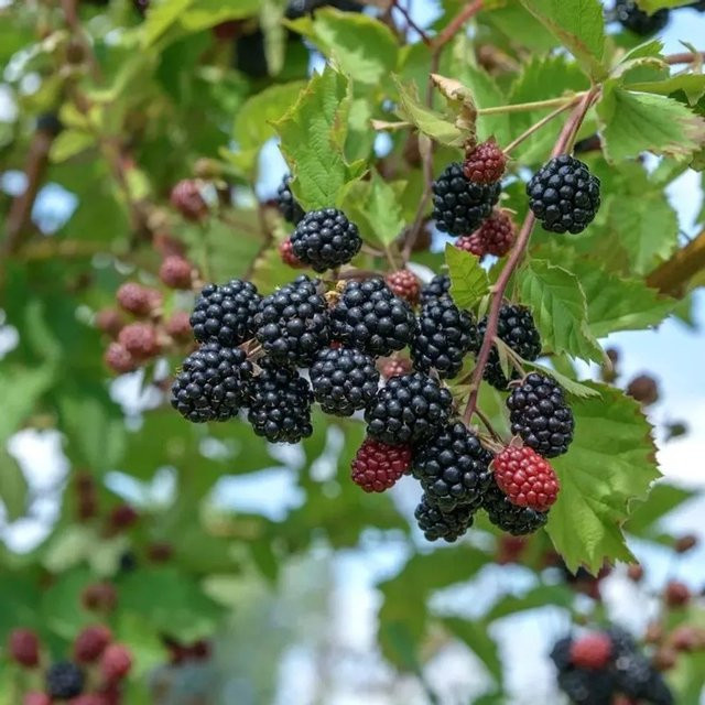 Brombeere Dirksen Thornless Rubus fruticosus von Nr-01.de - Bild 1