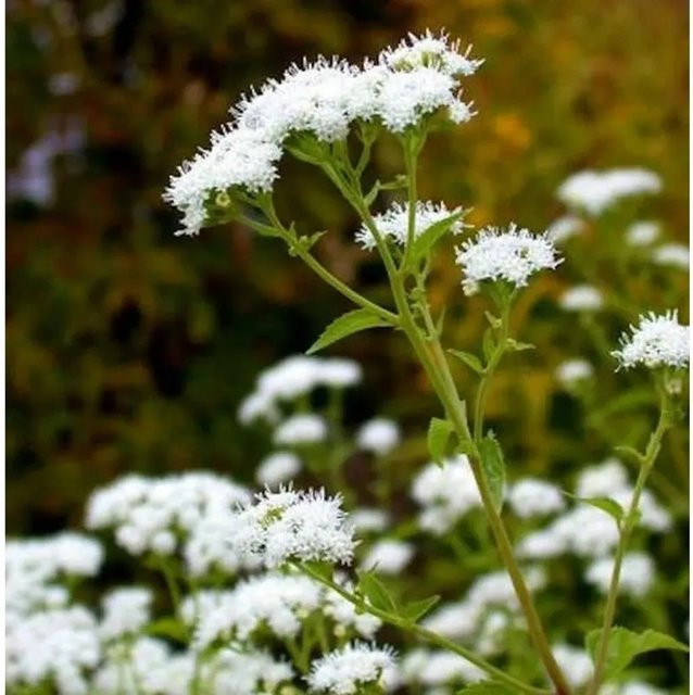 Eupatorium rugosum Kleiner Wasserdost - Mehrjährige Staude für den Garten - Bild 1