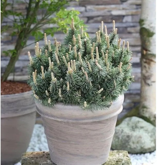 Zwergkiefer Humpy Pinus mugo in Grün für die Kübelbepflanzung, Höhe: 20-25 cm - Bild 1