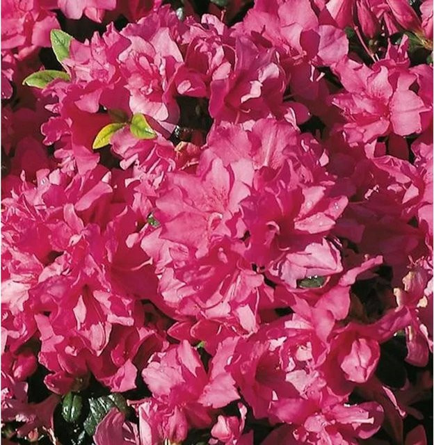Japanische Azalee Melina Rhododendron obtusum in Pink, Topfpflanze für den Garten - Bild 1