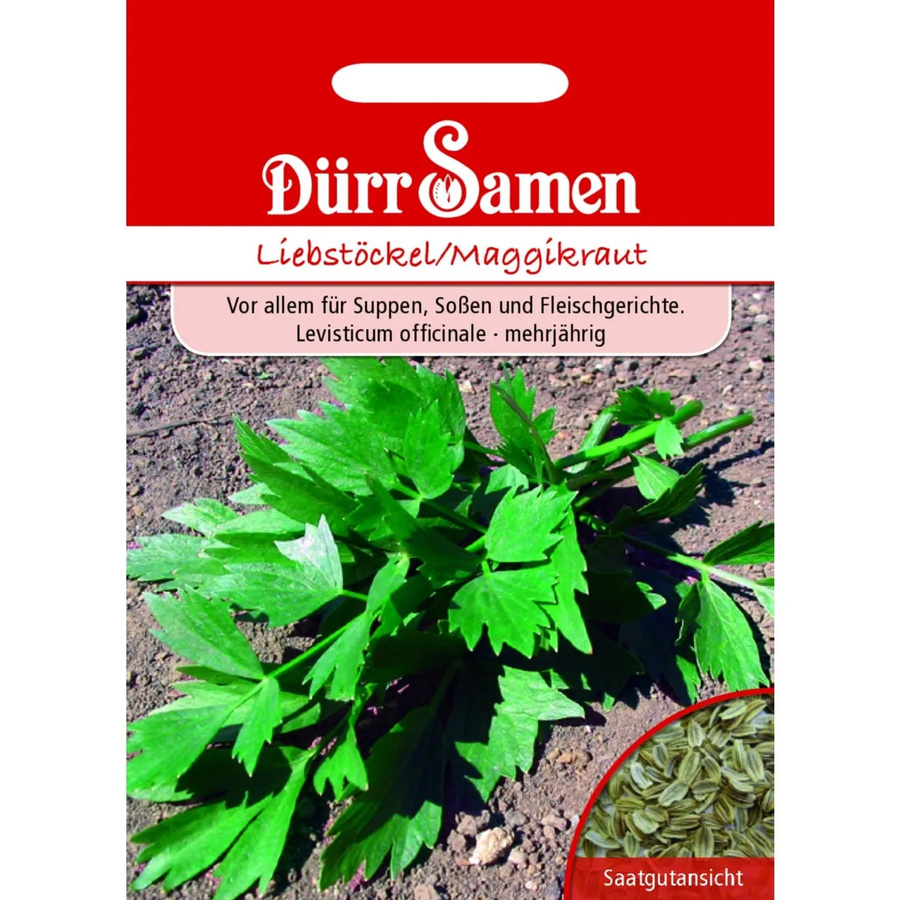 Dürr Liebstöckel Maggiekraut Saatgut 50 g - Bild 2