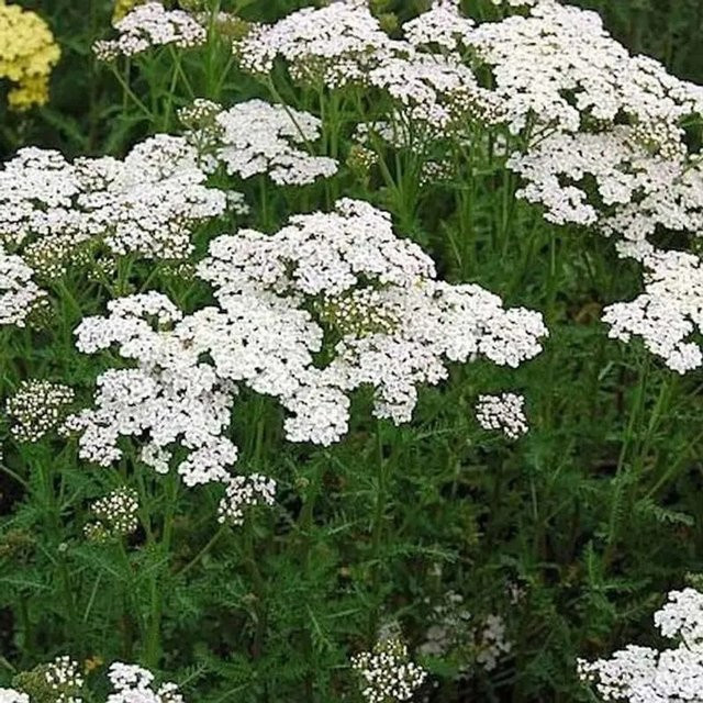 Achillea filipendulina Schafgarbe Heinrich Vogeler weiße Schnittstaude und Rabattenstaude im Topf - Bild 1