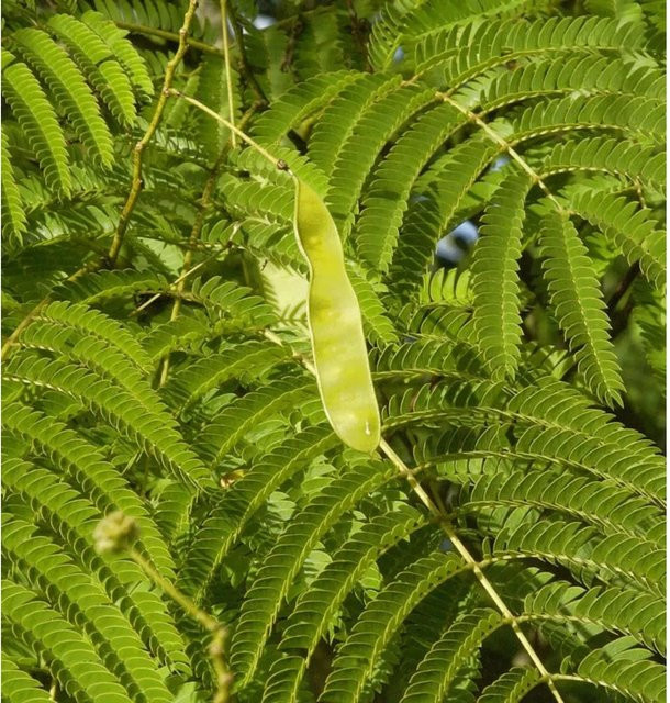 Albizia julibrissin Seidenakazie Schlafbaum von Nr-01.de für deinen Garten - Bild 1