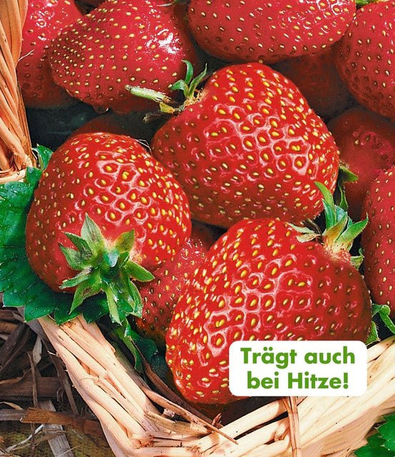 Immertragende Erdbeere Seascape® - Bild 1