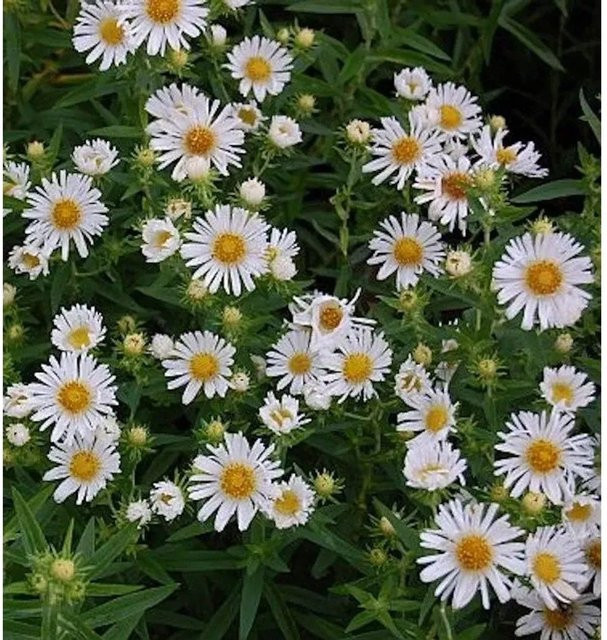 Rauhblattaster Herbstschnee Aster novae angliae weiße Staude für den Garten - Bild 1