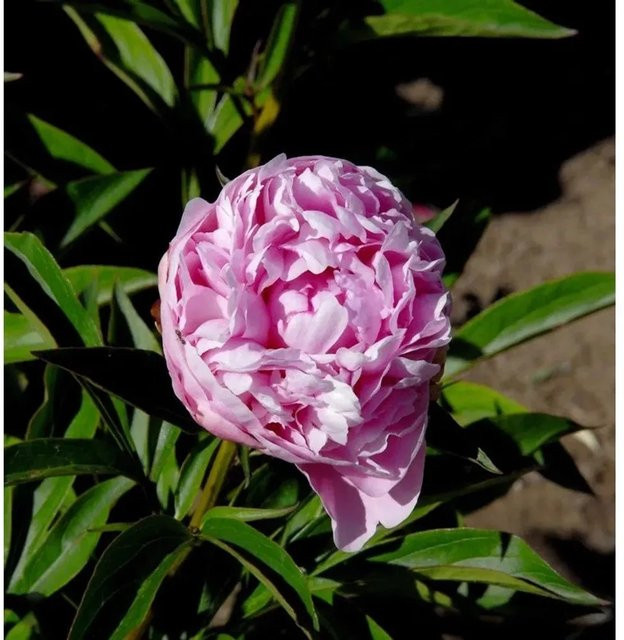 Edelpfingstrose Mammoth Rose Paeonia actiflora in Pink - Bild 1