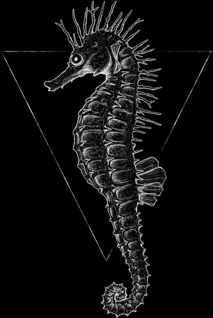 Komar Wandbild Sea Horse in Schwarz, Poster aus Qualitätsvlies, Breite: 50 cm, Höhe: 70 cm - Bild 1