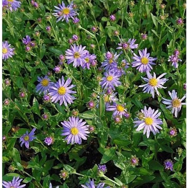 Sommeraster Aster amellus Dr. Otto Petschek, lila, Staude für Naturgarten und Steingarten - Bild 1