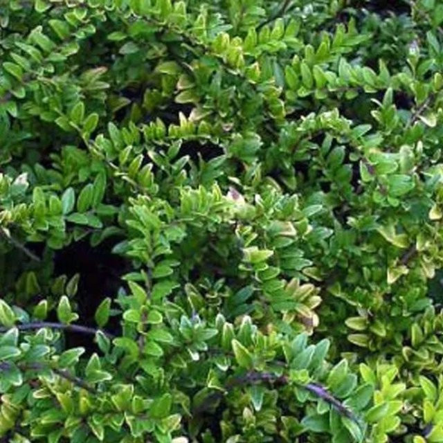 Heckenmyrte Maigrün Lonicera nitida von Arborix mit hellgrünem Laub im Container - Bild 1