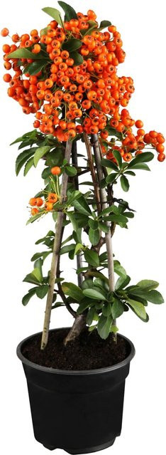 GROW by OBI Feuerdorn Pyracantha mit orangenen Beeren, Höhe: 55 cm - Bild 1