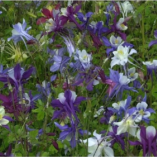 Aquilegia caerulea Langspornige Akelei in Blau als Garten-Staudenpflanze - Bild 1