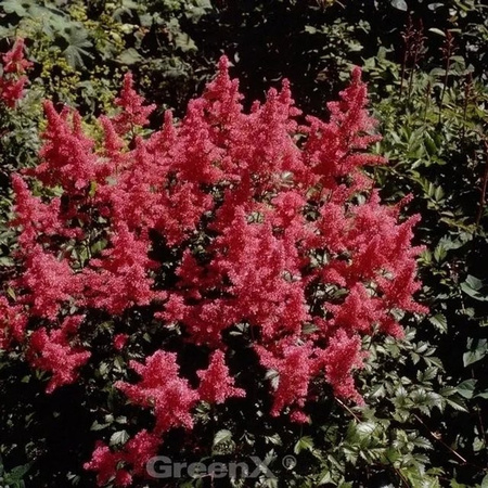 Astilbe arendsii Prachtspiere von Nr-01.de in Rot oder Pink, mehrjährige Gartenpflanze für den Freilandbereich mit Blütezeit von Juli bis August
