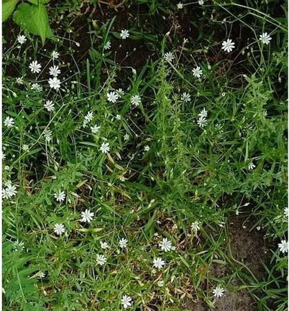 Große Sternmiere Stellaria holostea weiße mehrjährige Pflanze von Nr-01.de