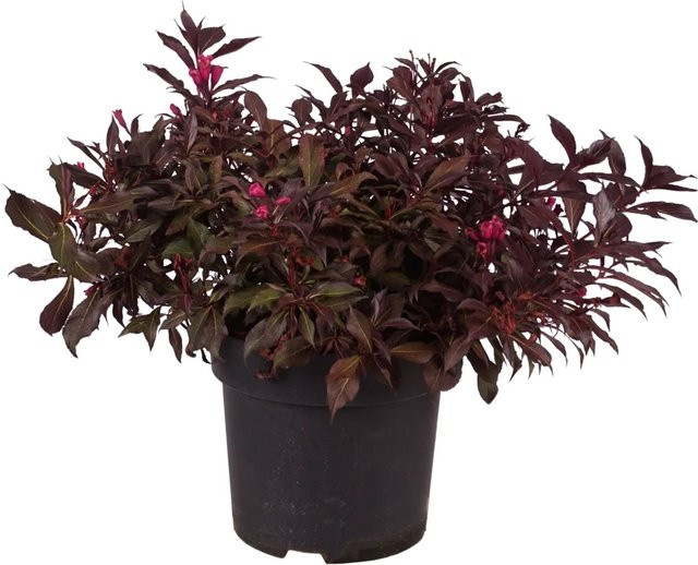 GROW by OBI Weigela florida Wine and Roses Zierstrauch, Höhe: 45 cm, 6 l Topf - Bild 1