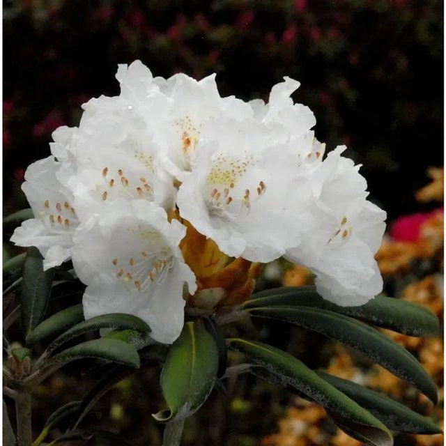 INKARHO Rhododendron Yaku Angel Alpenrose als Strauch für den Außenbereich - Bild 1