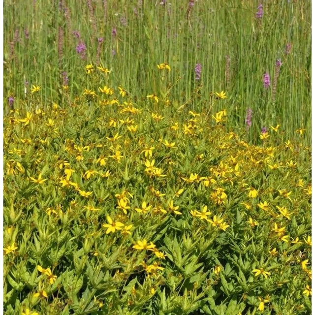 Coreopsis major Prärie Mädchenauge goldgelbe Staude für den Außenbereich - Bild 1