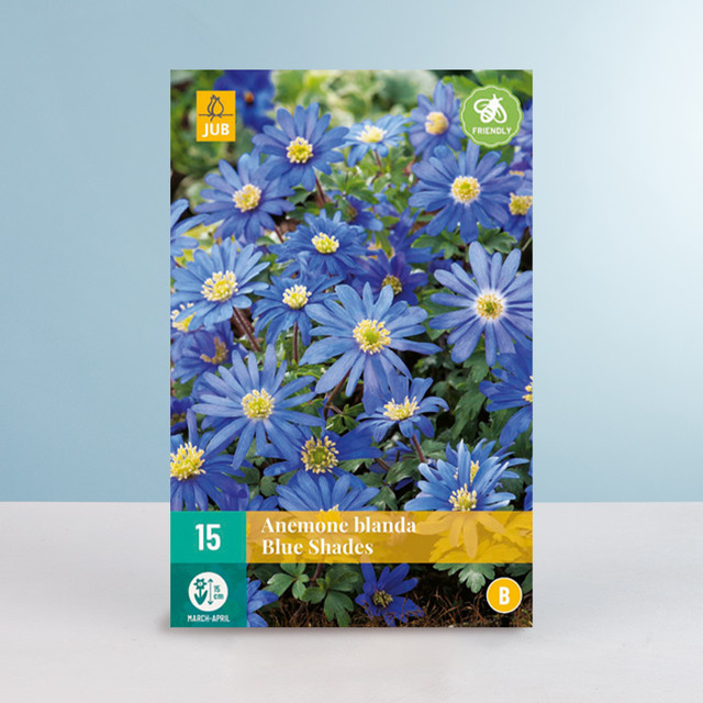 Balkan-Windröschen Blue Shades von BLUME2000, 15 Knollen - Bild 1