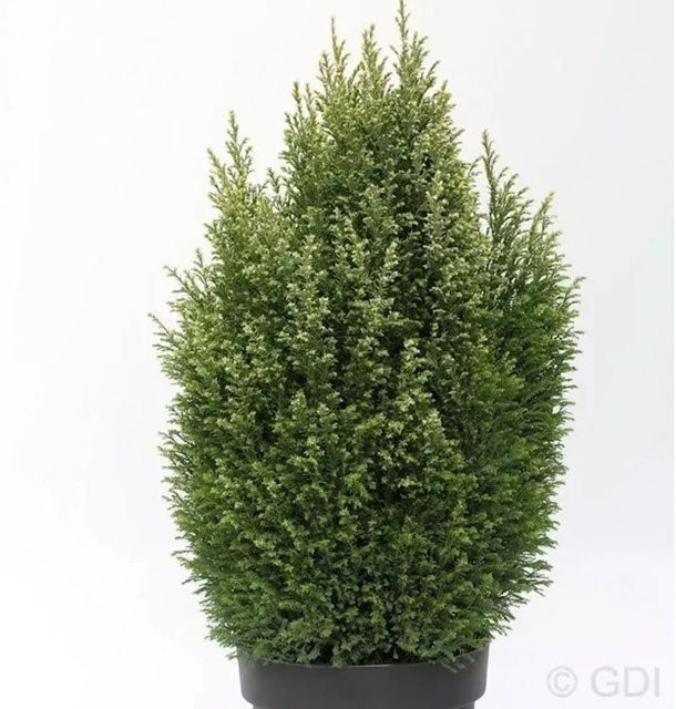 Gartenzypresse Snow White Chamaecyparis awsoniana in Grün und Weiß, Höhe: 30-40 cm - Bild 1