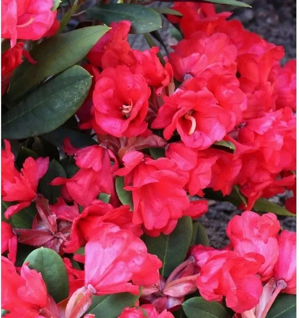 Rhododendron Azalee Burletta Neriiflorum in Rot von Alenrose (Topfgröße: 20-25 cm) - Bild 1