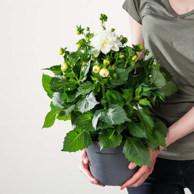 Weiße Dahlie von BLUME2000 als mehrjährige Zierpflanze für Beet und Strebergarten - Bild 1